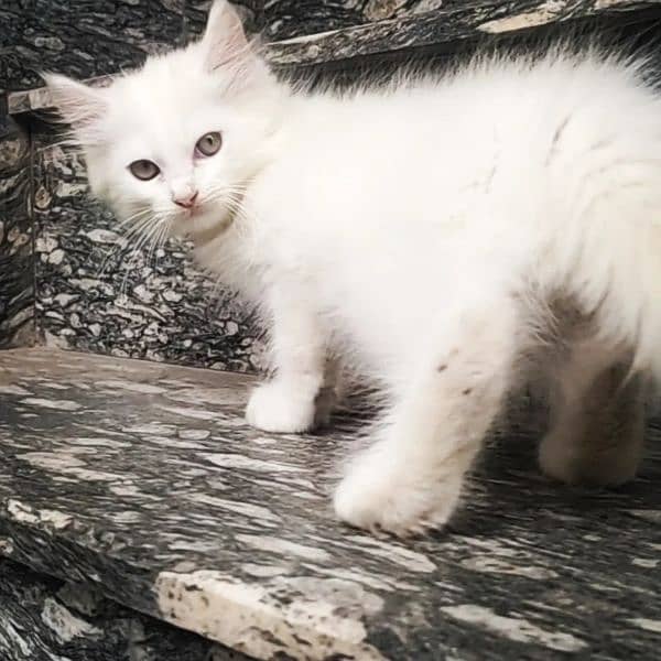 Triple Coated Fur White Persian Kittens Winter Sale 03254240227 2