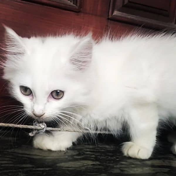 Triple Coated Fur White Persian Kittens Winter Sale 03254240227 3