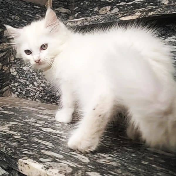 Triple Coated Fur White Persian Kittens Winter Sale 03254240227 4