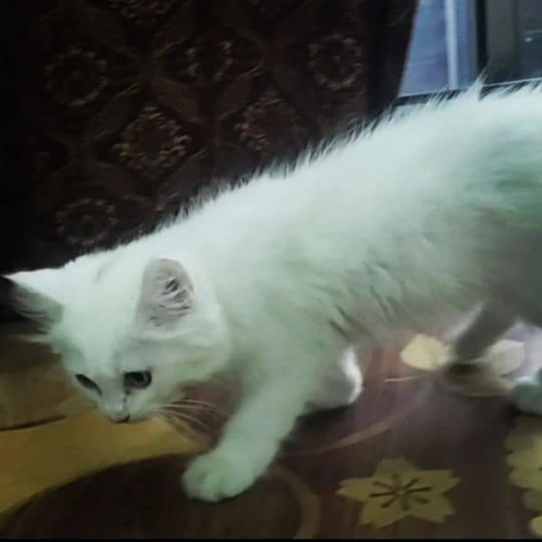 Triple Coated Fur White Persian Kittens Winter Sale 03254240227 5