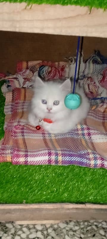 Persian cat full trepal cot blue eyes 0