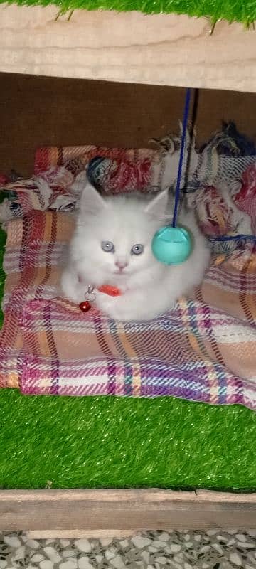 Persian cat full trepal cot blue eyes 1