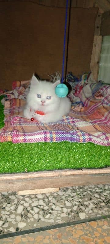 Persian cat full trepal cot blue eyes 2