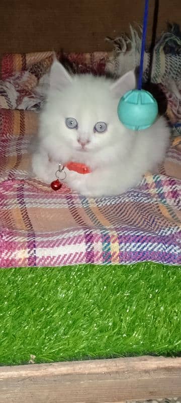 Persian cat full trepal cot blue eyes 3