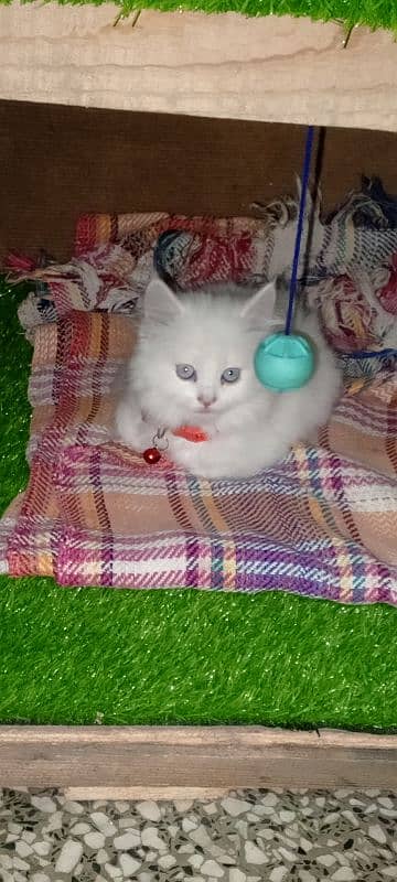 Persian cat full trepal cot blue eyes 4