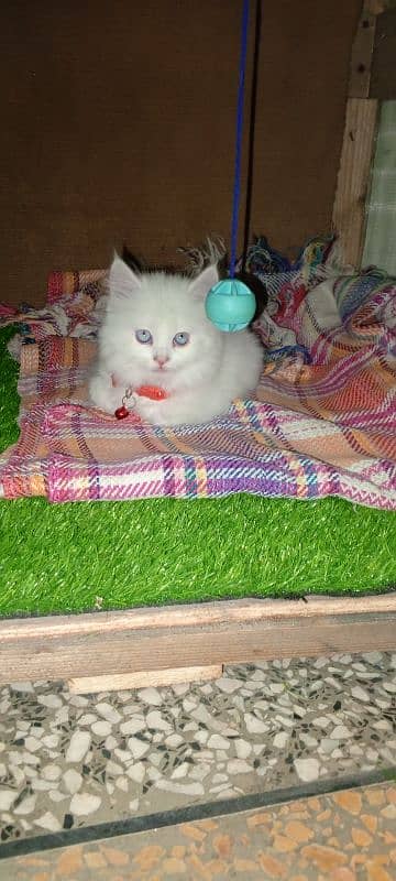 Persian cat full trepal cot blue eyes 5