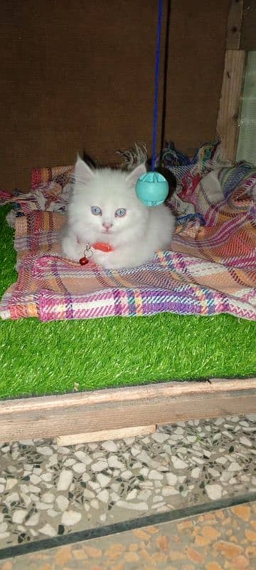 Persian cat full trepal cot blue eyes 6