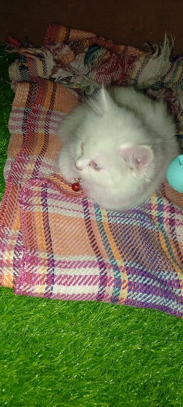 Persian cat full trepal cot blue eyes 7