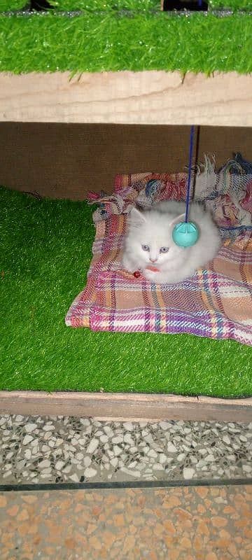 Persian cat full trepal cot blue eyes 8