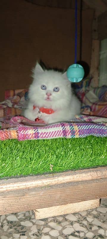 Persian cat full trepal cot blue eyes 9