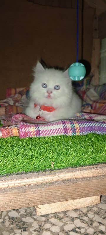 Persian cat full trepal cot blue eyes 10