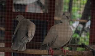 doves and pigeons for sale