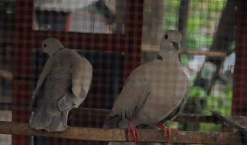 doves and pigeons for sale 0