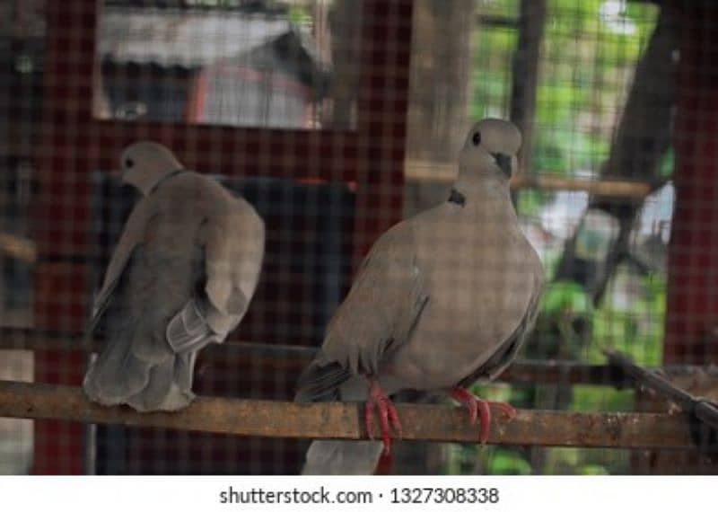 doves and pigeons for sale 1