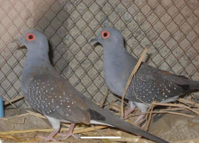 doves and pigeons for sale 2