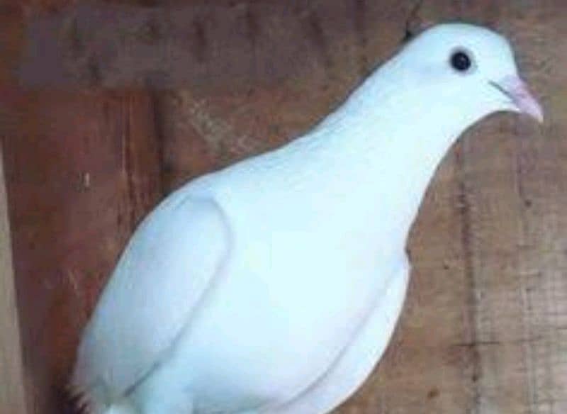 doves and pigeons for sale 3