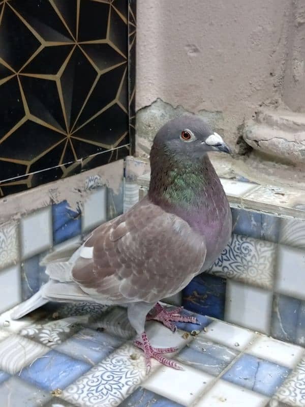 doves and pigeons for sale 6