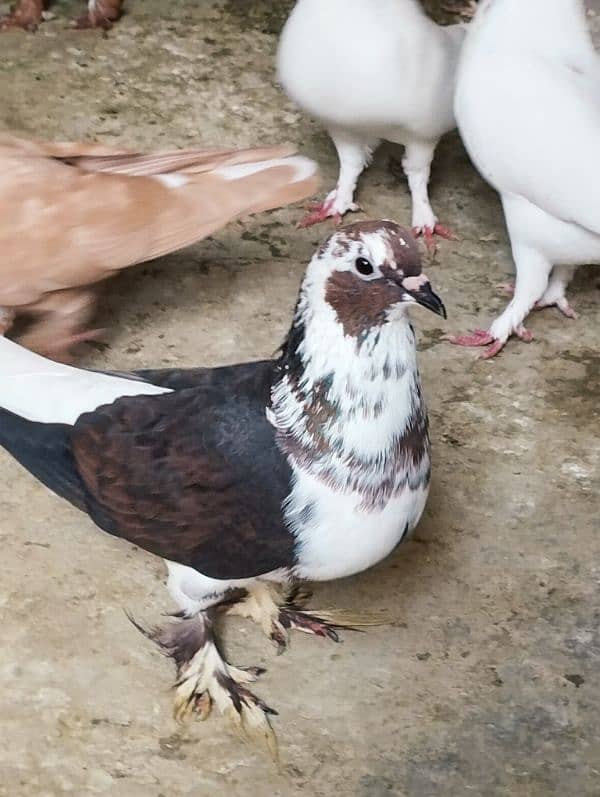 fancy pigeons 0