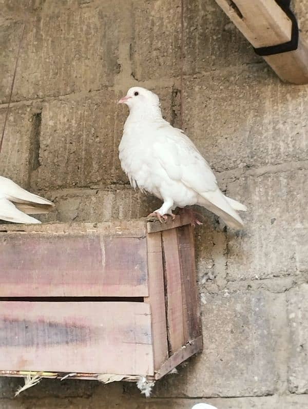 fancy pigeons 1