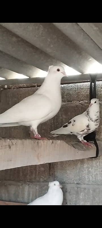 fancy pigeons 3