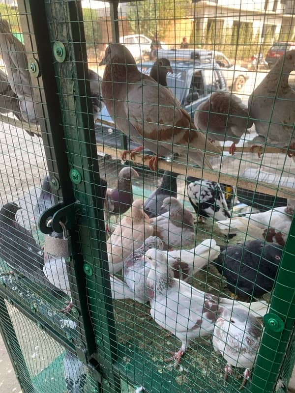 pigeons for sale 0