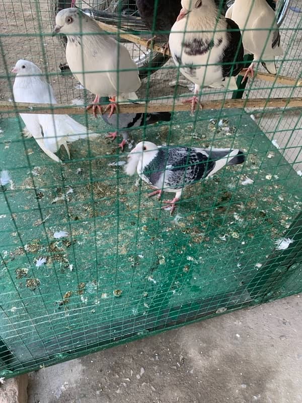 pigeons for sale 2