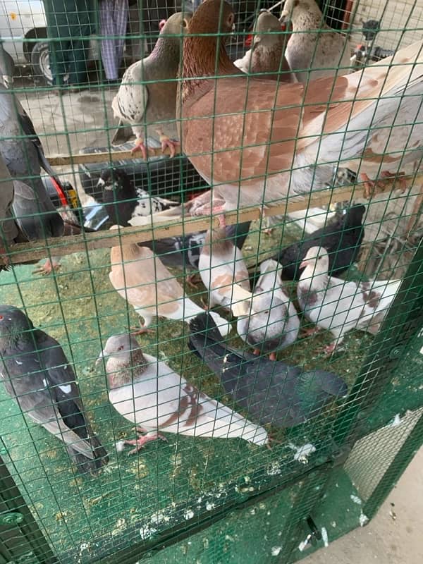 pigeons for sale 3