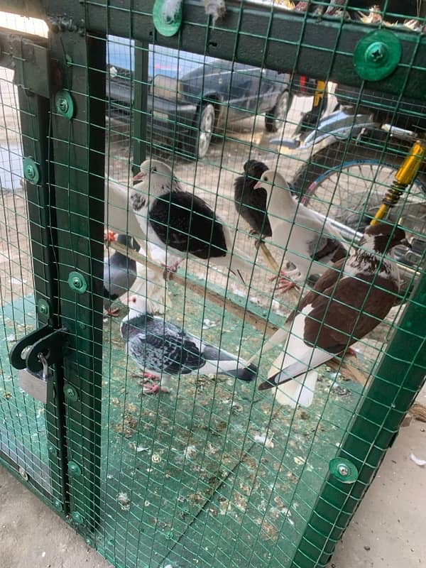 pigeons for sale 4