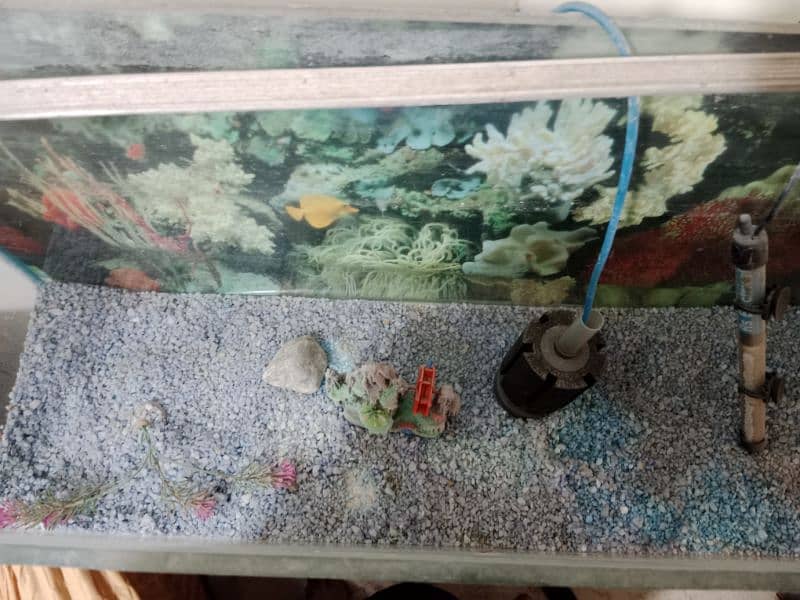 3ft Fish Aquarium 2