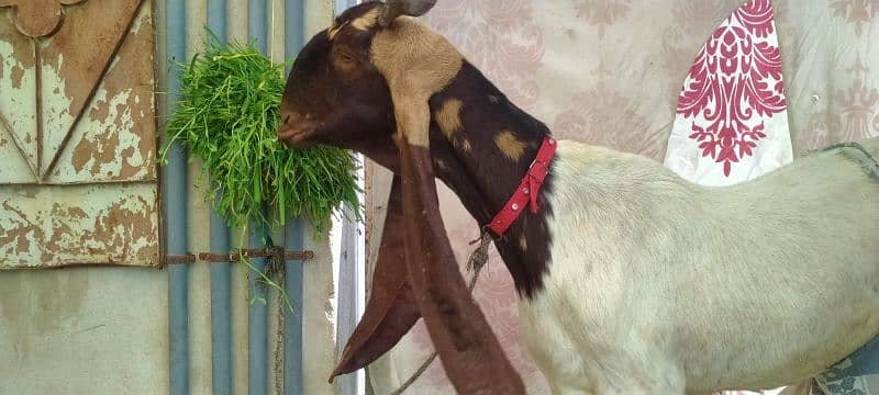 Kamori Goat 2