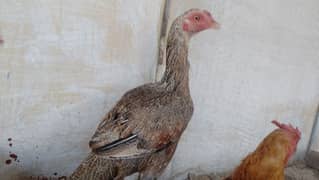 sale aseel Sindhi+aseel hen+desi hen