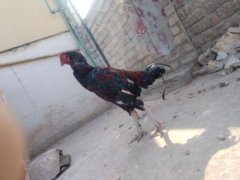 sale aseel Sindhi+aseel hen+desi hen 2