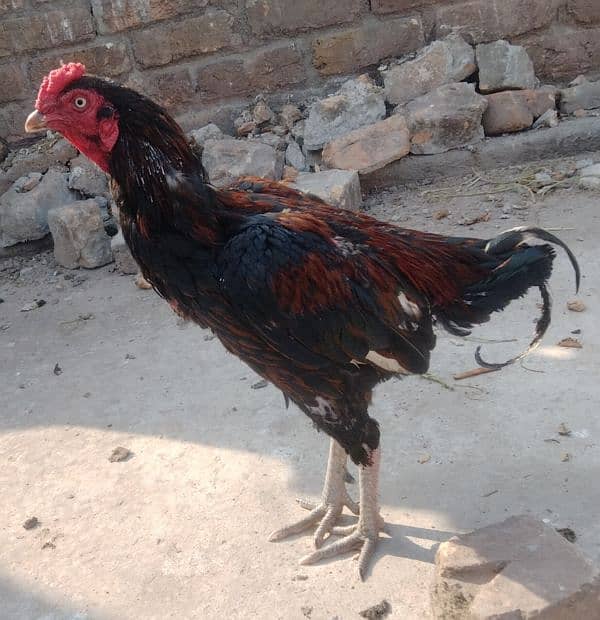 sale aseel Sindhi+aseel hen+desi hen 3