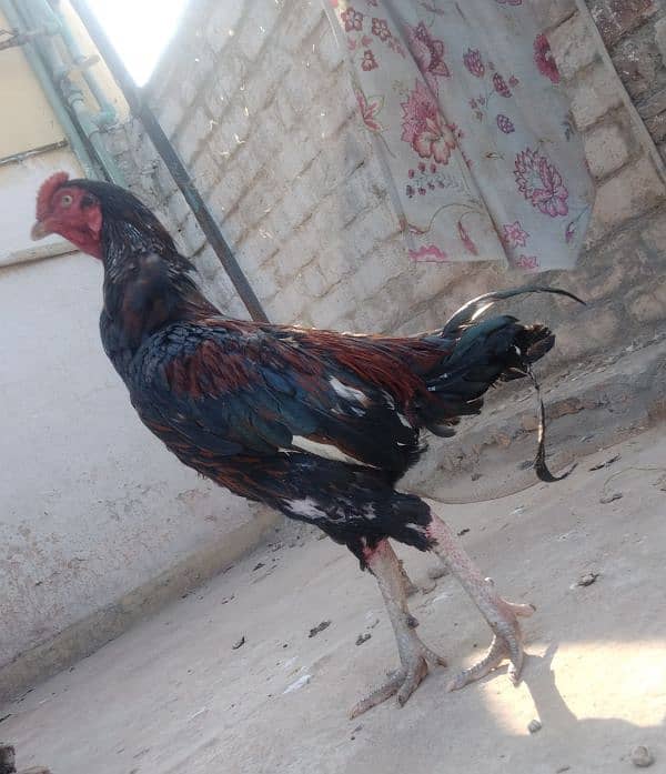 sale aseel Sindhi+aseel hen+desi hen 4