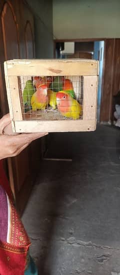 parrots