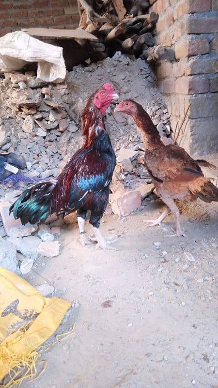 Aseel Hens For Sale 0