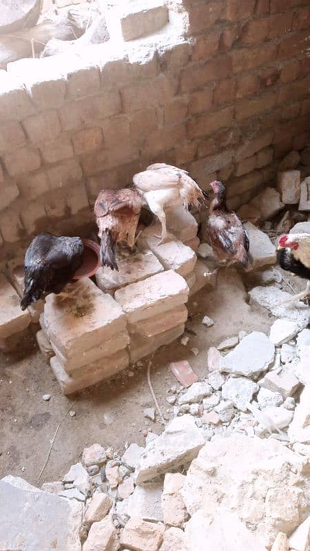 Aseel Hens For Sale 1