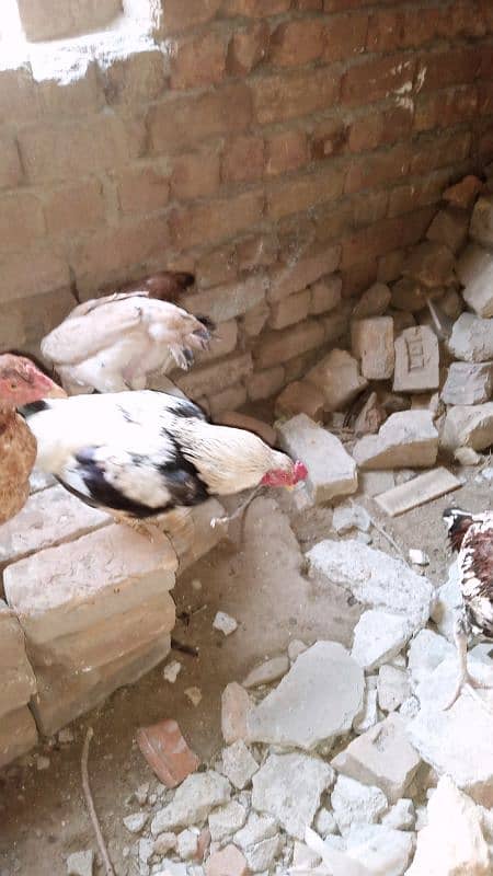 Aseel Hens For Sale 2