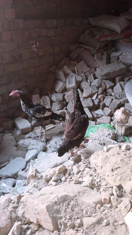 Aseel Hens For Sale 4