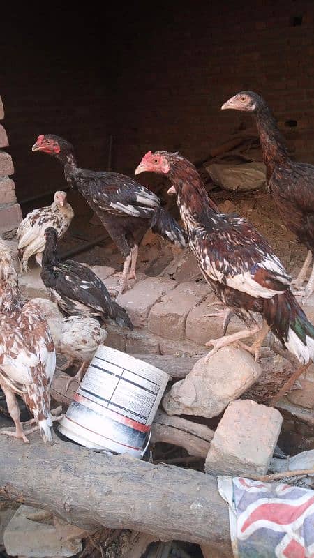 Aseel Hens For Sale 6