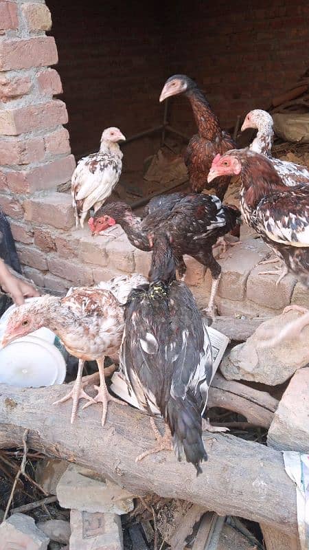 Aseel Hens For Sale 11