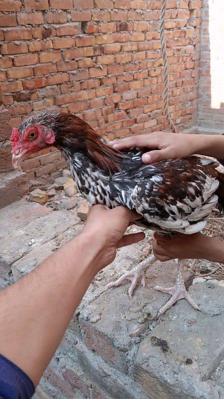 Aseel Hens For Sale 12