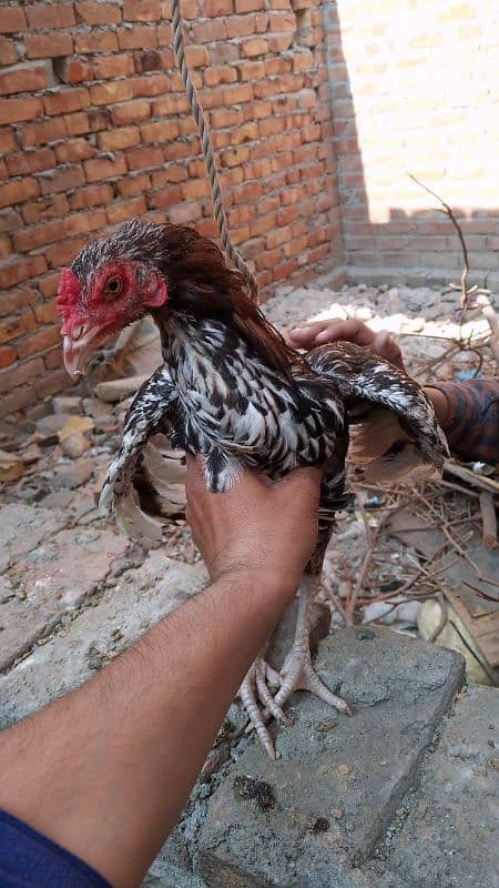 Aseel Hens For Sale 13