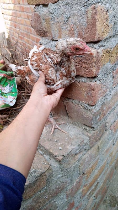 Aseel Hens For Sale 14