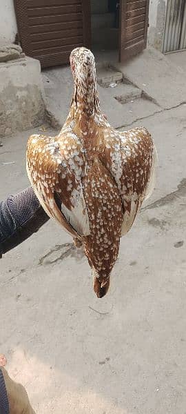 Aseel Hens  2 female 1 male 0