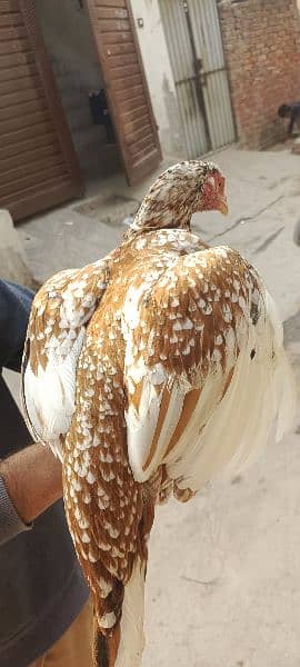 Aseel Hens  2 female 1 male 1