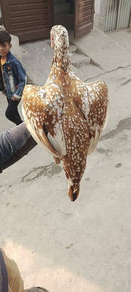 Aseel Hens  2 female 1 male 3