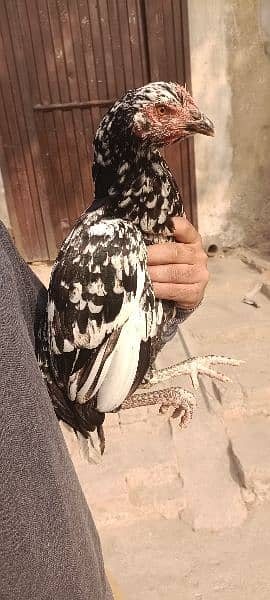 Aseel Hens  2 female 1 male 11