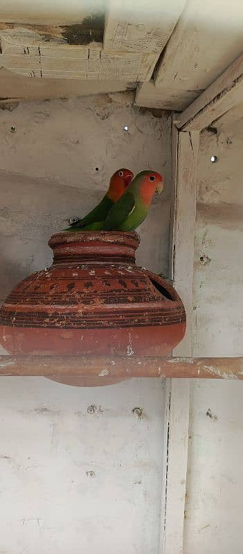 parrots for sale 2