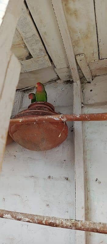 parrots for sale 5